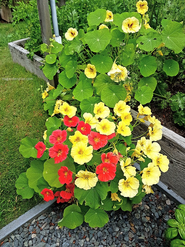 Nasturtium In Vegetable Garden (photo by Rosana Brien / My Garden Plot)