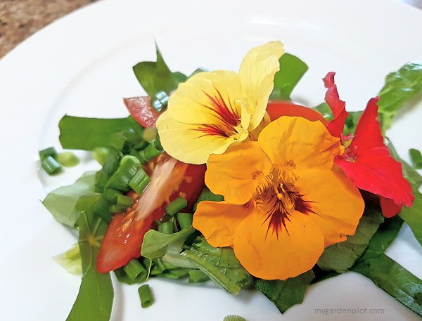 Salad With Nasturtium Leaves And Flowers (photo by Rosana Brien / My Garden Plot)