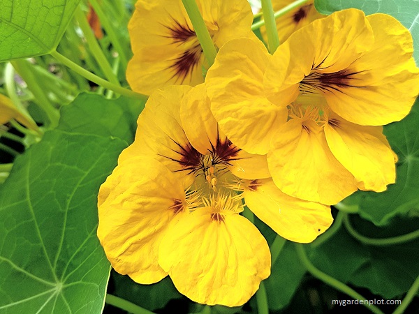 You are currently viewing Growing Nasturtium