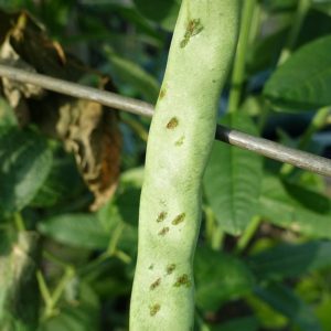 What is Anthracnose - How To Identify And Prevent Anthracnose Disease