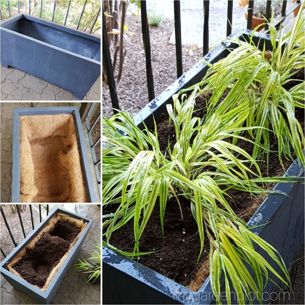 Japanese forest grass in a pot