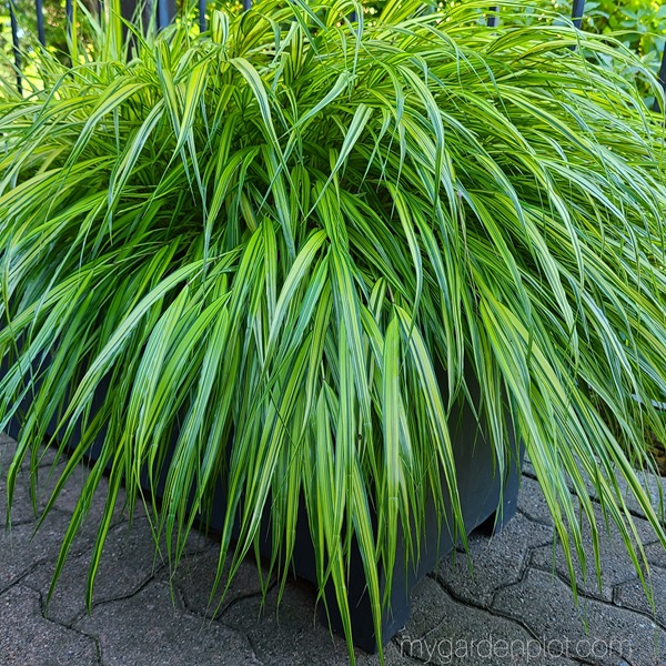 Japanese forest grass in a container