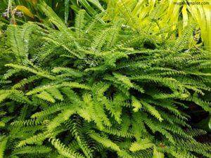 Western Maidenhair Fern Care - How To Grow Five-Finger Maidenhair Fern