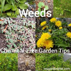 How To Remove And Prevent Weeds - Chemical-Free Weed Control Tips