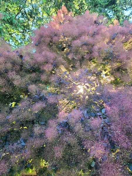 How to Grow and Care for Smoke Bush Plant: Full sun to partial shade; bloom and foliage color is best with at least six hours of direct sunlight.