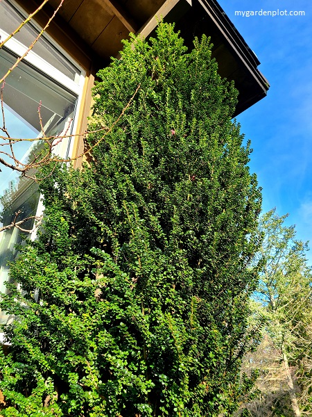 Ilex crenata: Evergreen Japanese Holly 'Sky Pencil' (photo by Rosana Brien / My Garden Plot)