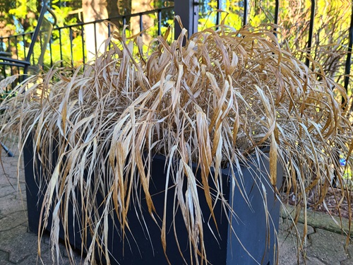 Hakone Grass - Japanese Forest Grass Winter Care